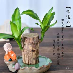 巴西木水养幸运木开花格鲁特小树人盆栽室内桌面水培绿植物小盆栽