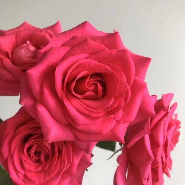 A级20支弗洛伊德单头玫瑰70商务用花家庭鲜花瓶插鲜切,鲜花速递/花卉仿真/绿植园艺,商务用花,淘宝优惠券,粉丝福利购,淘宝优惠卷