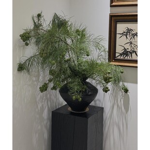 优选品质(池杉果)可做干 干燥花 洛羽杉果水培鲜切枝 室内自然风