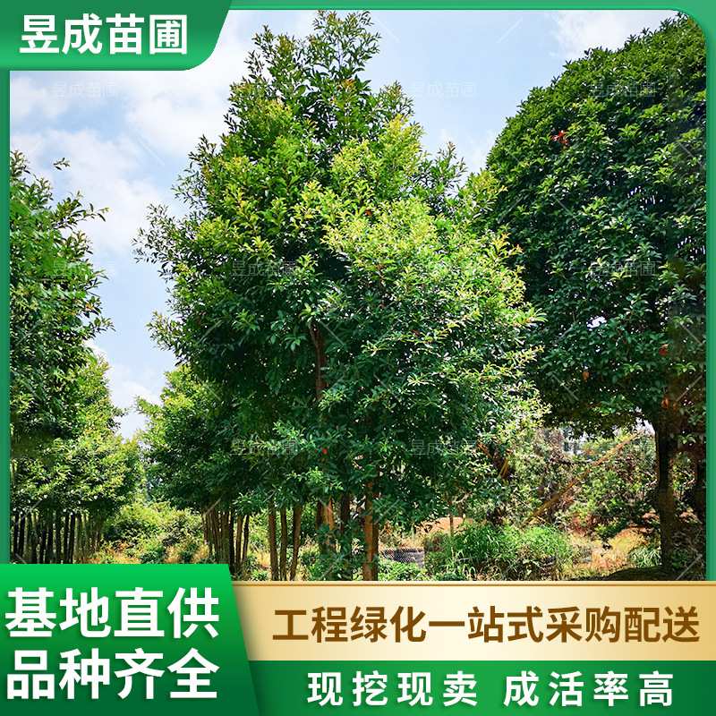 苗圃供应杜英胸径20公分移植四季常青绿化苗木行道景观全冠杜英树