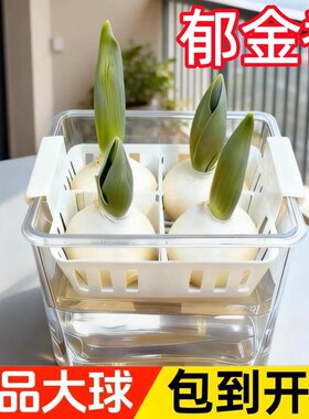 【下单立减50】 耐寒易活郁金香种球水培土培适用于室内外阳ZP