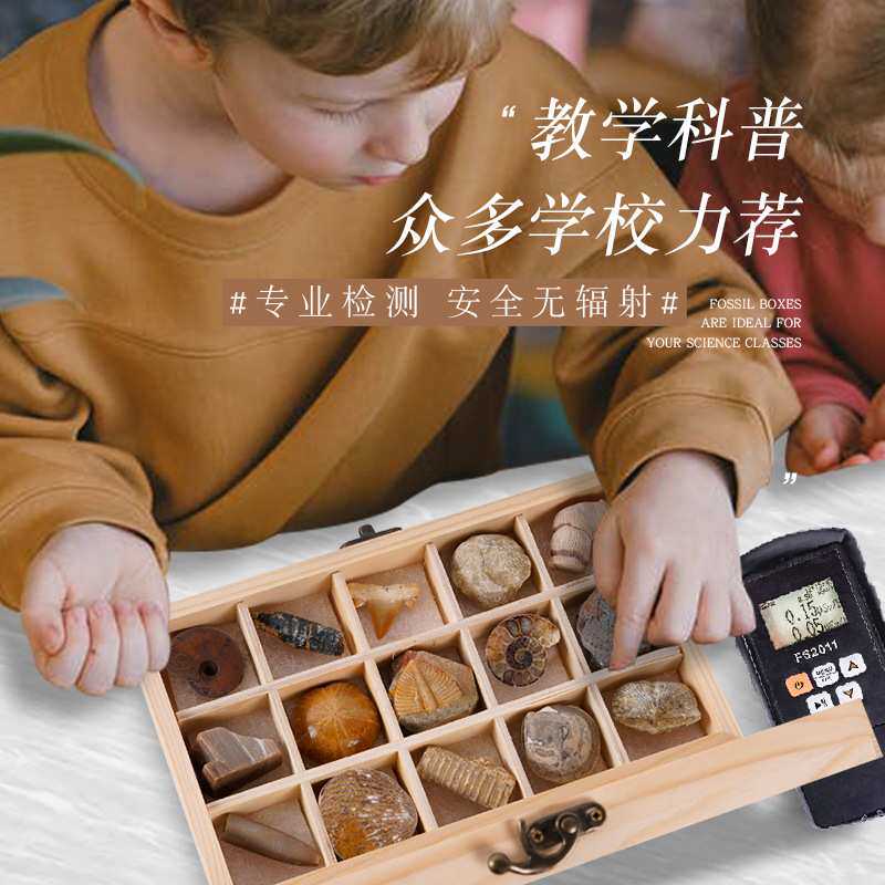 15种天然化石石头原石珊瑚菊石鲨鱼牙齿树化玉海螺木盒工艺摆件
