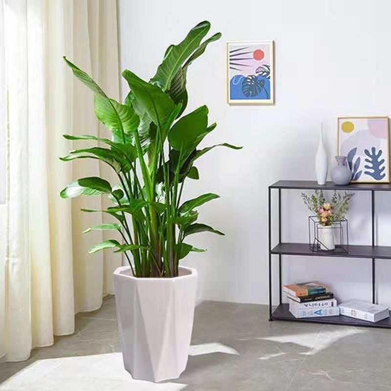 网红天堂鸟室内盆栽大型客厅绿植花卉大叶植物办公室好养活除甲醛