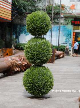 仿真松柏球树室内客厅植物米兰草装饰摆件 景观造景婚庆绿色假树
