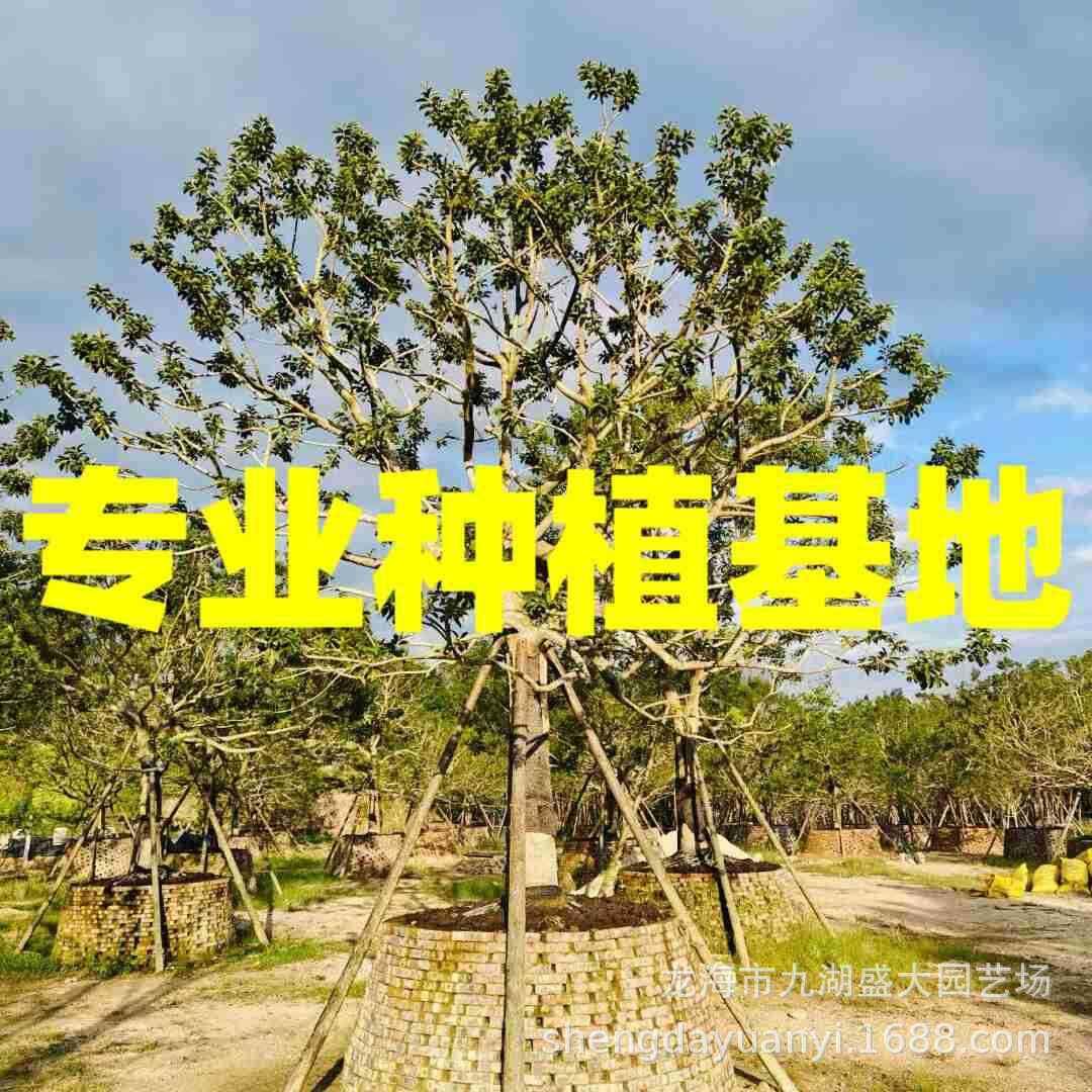 全冠龙爪红果冬青 重庆庭院树铁冬青 贵州临水造型红果冬青