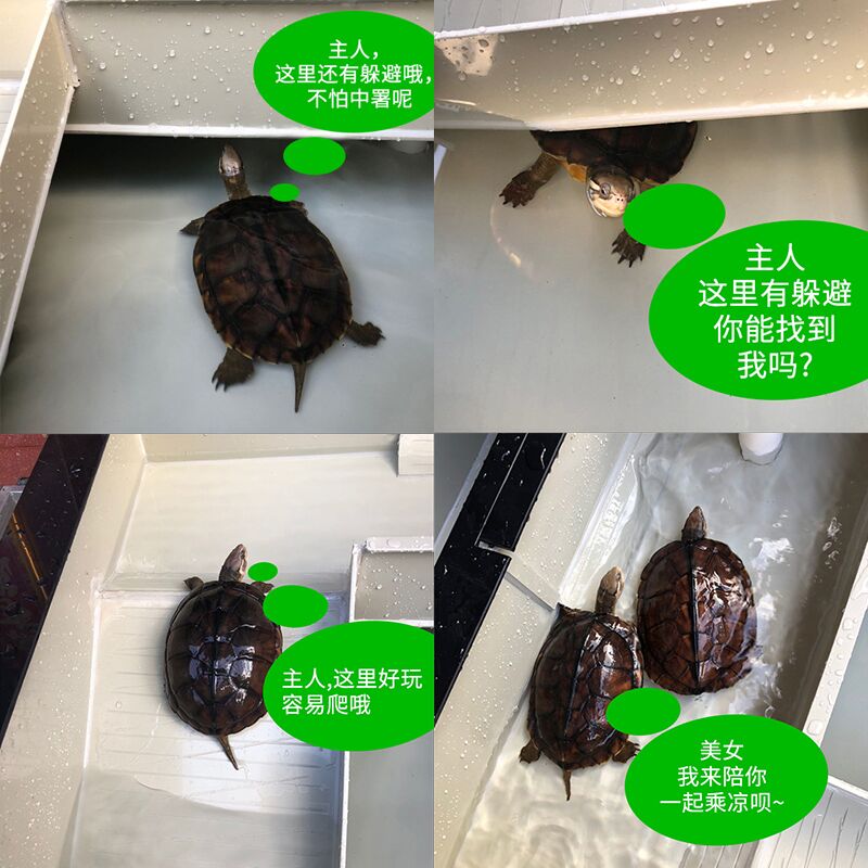水陆乌龟缸带排水孔超大塑料带晒台家用别墅养龟箱特大号塑料龟池