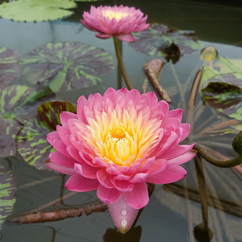 岩山日出睡莲带花苞原盆原土水生植物水养池塘庭院室内外水培花卉