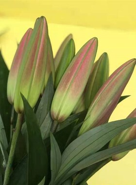 A级罗宾娜百合鲜花云南基地直发昆明斗南直批空运水养花苞红色婚