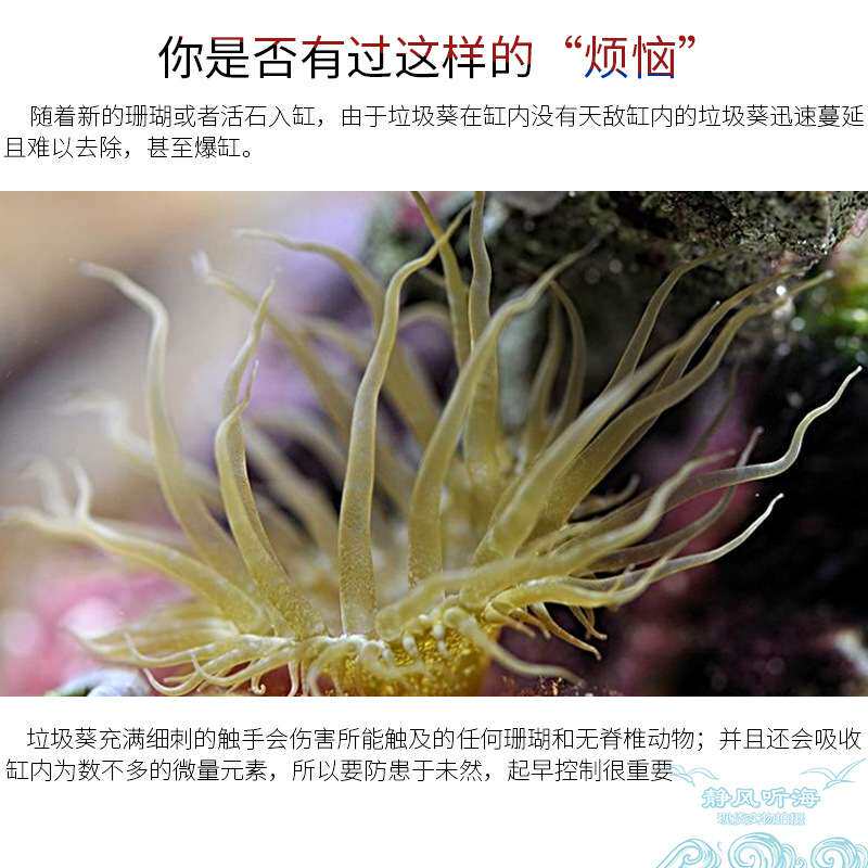 德国除垃圾葵水配针筒水族箱鱼缸除藻剂对水质生物安全无害50ml