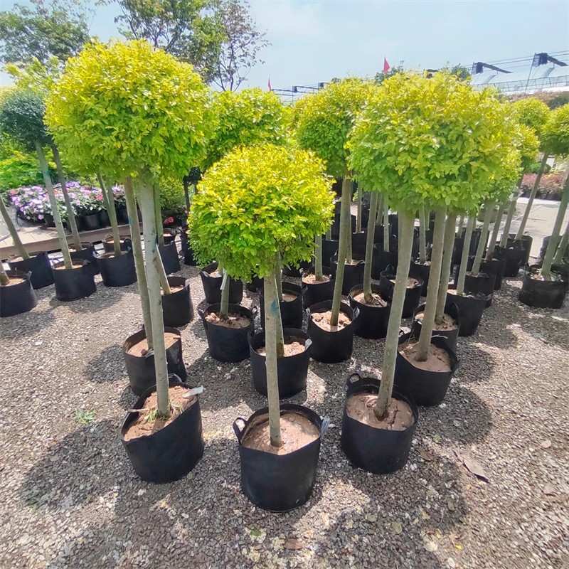 亮晶女贞心型造型树棒棒糖 川滇蜡树蓝冰柏 柠檬之光花镜植物盆栽