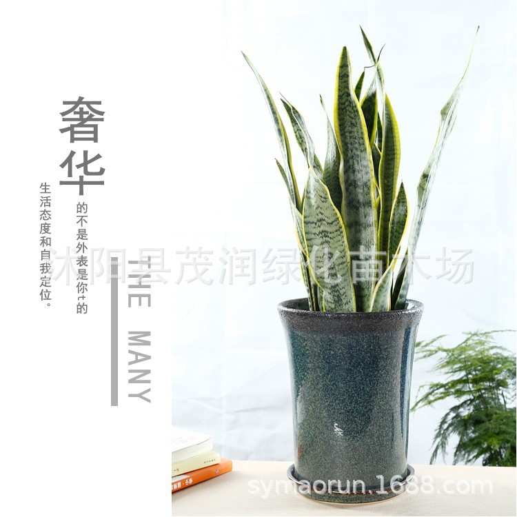 陶瓷花盆大号室内绿植物盆栽凤尾竹用简约陶瓷盆景盆带陶瓷托盘