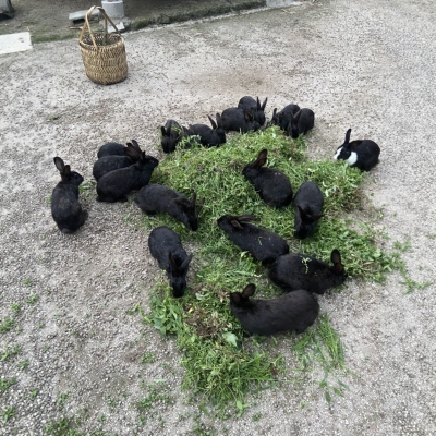 新鲜小种黑兔 冷冻兔肉整只兔肉 农家养殖兔 现杀现卖 顺丰发货