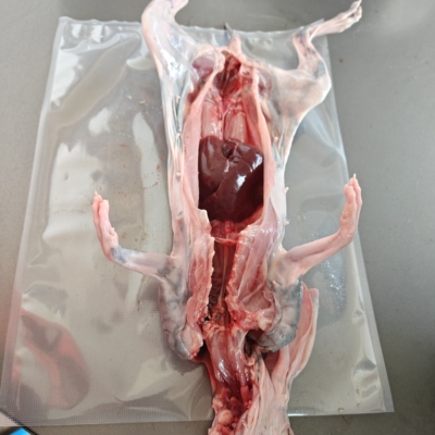 黑种兔大小种黑兔黑兔子农村兔兔肉满月兔子小种农村养殖顺丰发货