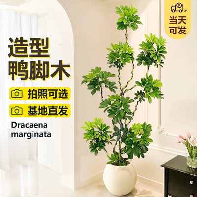 造型鸭脚木客厅大盆栽鸭掌木鹅掌柴室内绿植大型真花植物四季常青
