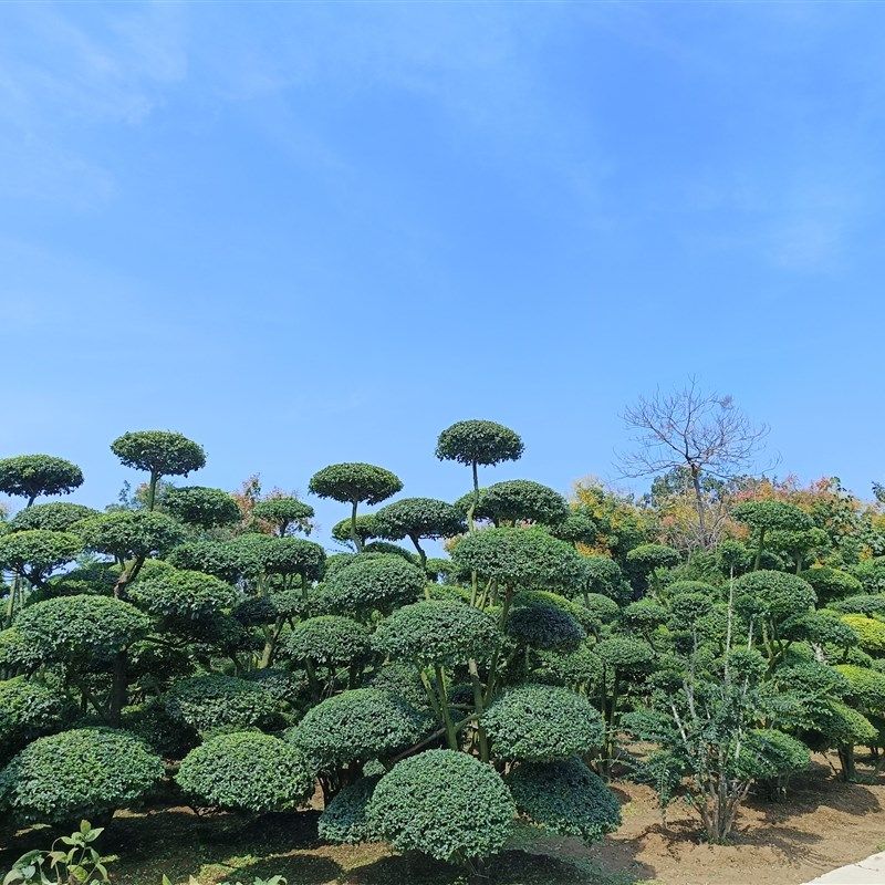 系播一物一拍庭院别墅绿植小叶服贞造型树地景树联直客女选树现挖