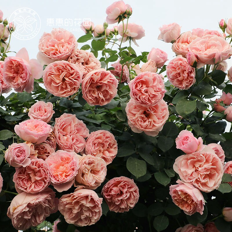 惠惠们花园爬堡月季花苗四季开花舍农索城藤的女人的勤花好养玫瑰