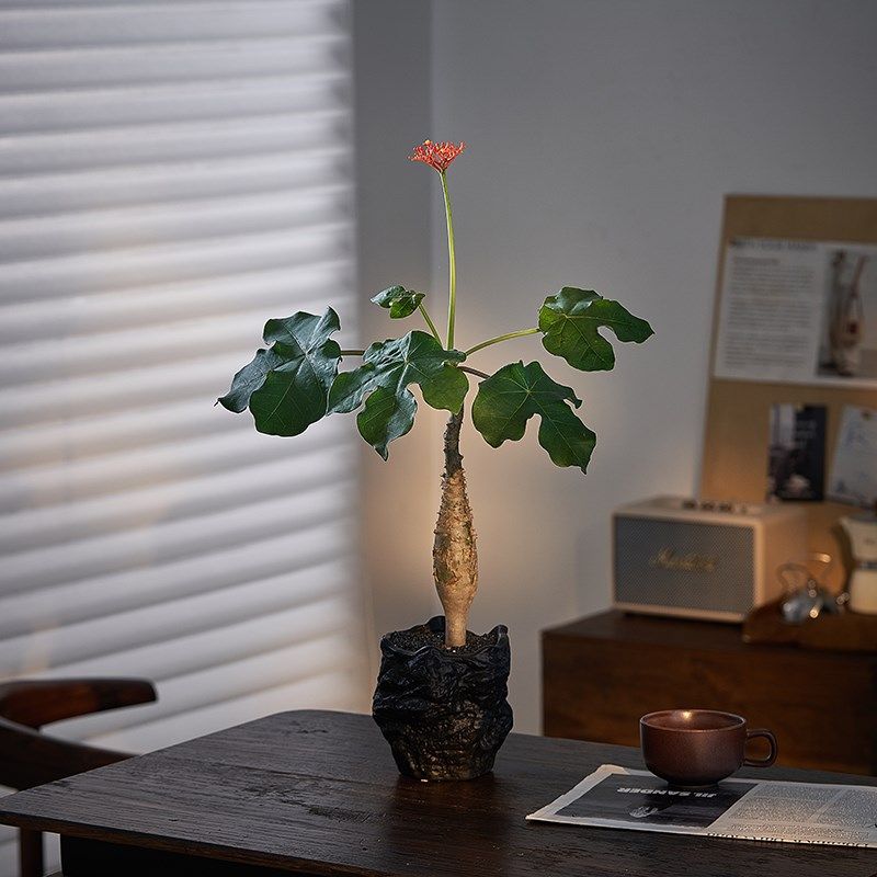 佛肚海棠盆栽开花结果植物室内小众绿植花卉办公室桌面好养好养活