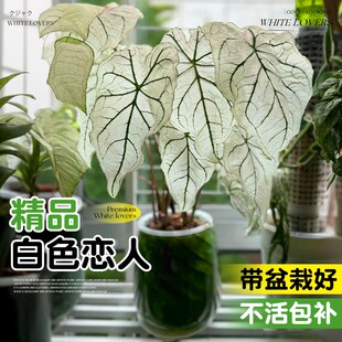 彩叶芋白色恋人种球盆栽甜心小苗海芋类植物室内桌面绿植花卉好养