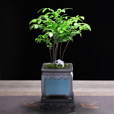 小叶紫檀盆景老桩绿植桌面植物室内摆件办公室书房客厅黑骨茶盆栽
