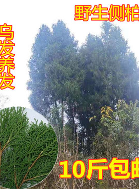 重庆柏丫枝现摘新鲜柏树叶侧柏叶柏树枝扁柏叶洗发泡酒熏肉材料