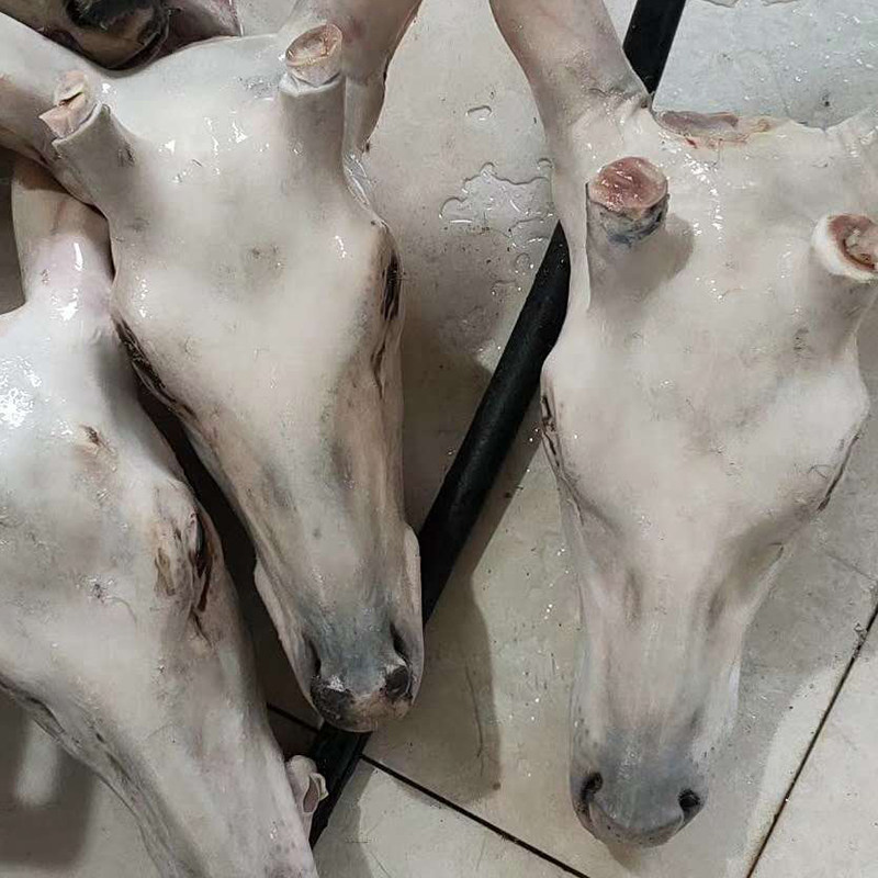 吉林头花鹿吉林头花鲜鹿邮包肉马鹿头花鹿梅新鲜鹿头 鲜鹿肉