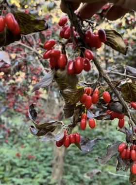 伏牛山（山茱萸）