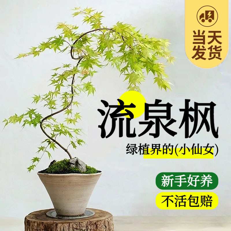 花叶春流泉枫盆栽绿植书房客厅庭院植物黄金柳泉枫树盆景日系禅意