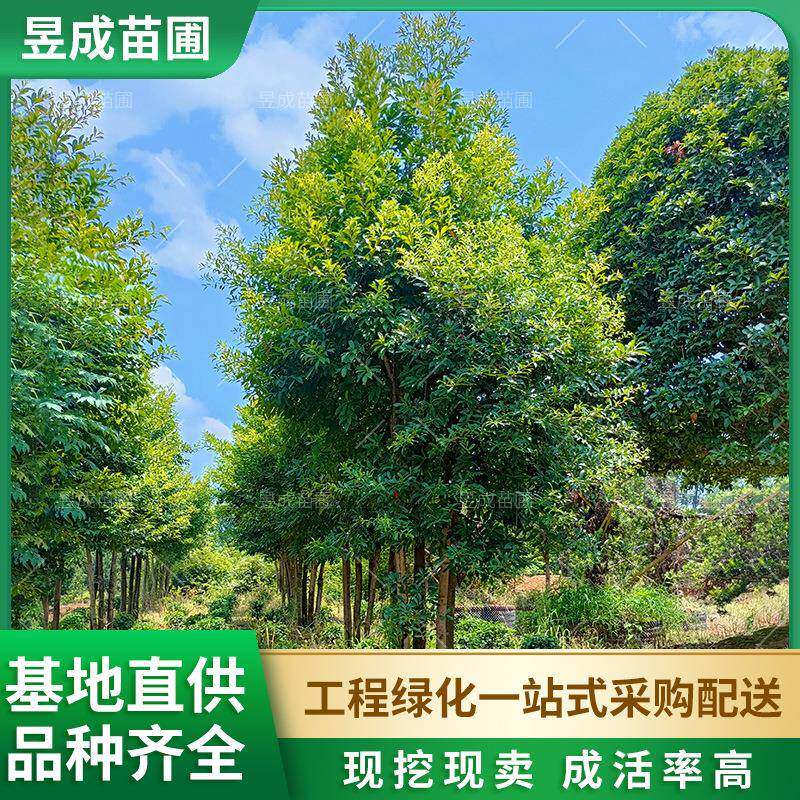 苗圃供应丛生杜英移植四季常青绿化苗木庭院公园行道景观杜英树