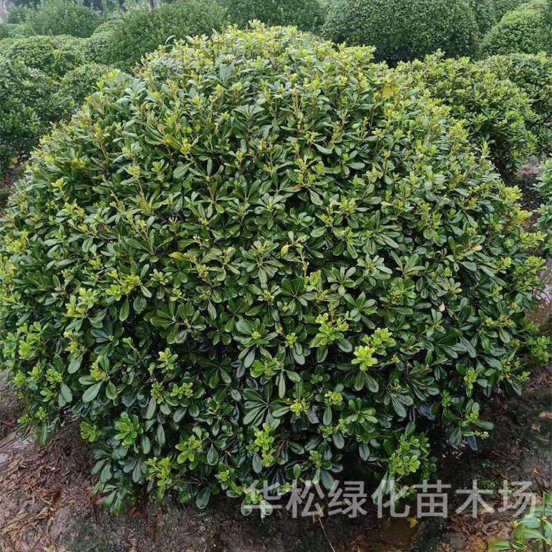 海桐球庭院别墅绿化工程苗木四季常青气味芳香易活好养海桐球