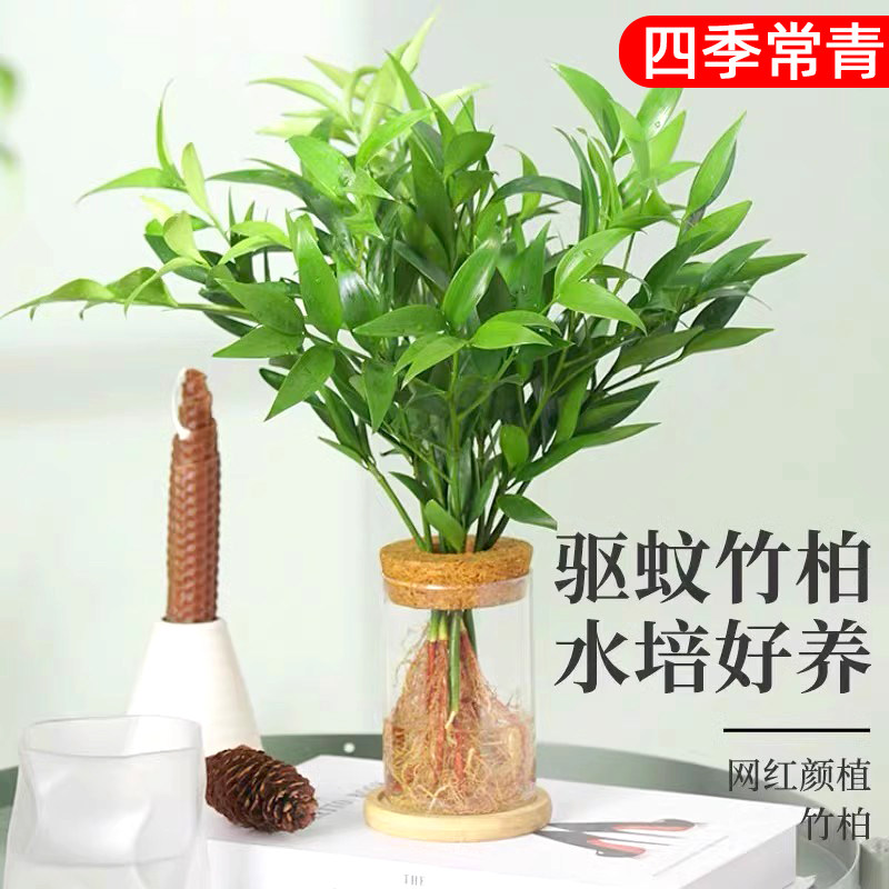 驱蚊竹柏水培植物盆栽绿植好养活四季青草办公室桌面阳台家养花卉