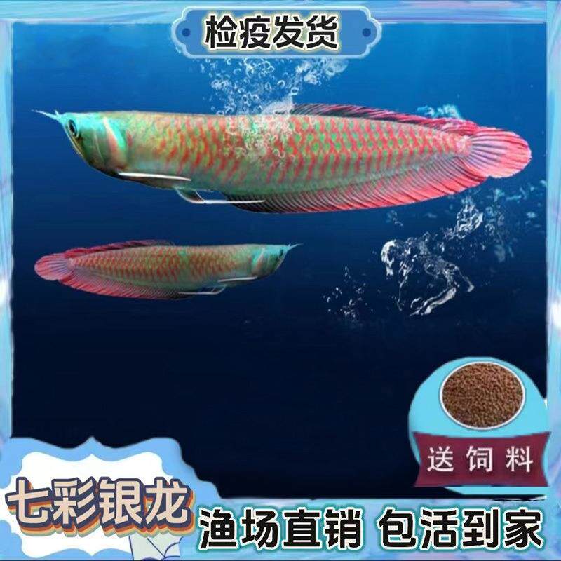 七彩银龙鱼活鱼热带风水鱼招财大型银龙鱼练手红龙鱼苗活鱼观赏鱼