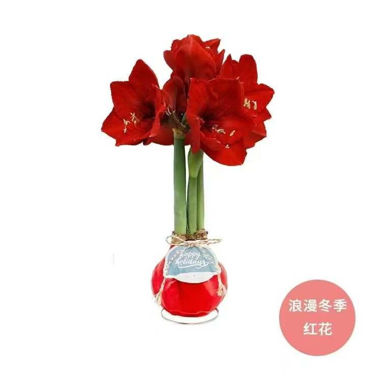 朱顶红腊球圣诞年宵花封蜡球根花卉室内装饰礼盒无水土栽培可开花