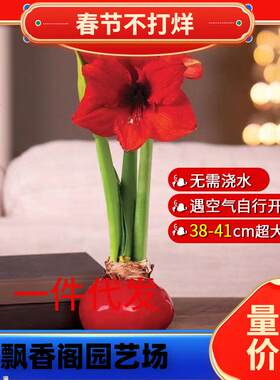 石蜡朱顶红蜡球封蜡朱顶红懒人花卉植物圣诞节新年春节情