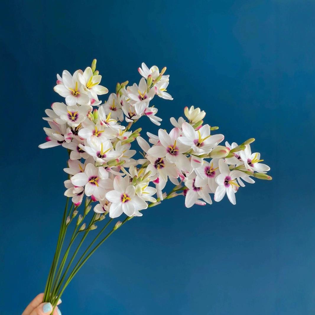 小众花材玉米百合鲜花家用水培切花配花配草云南昆明直发