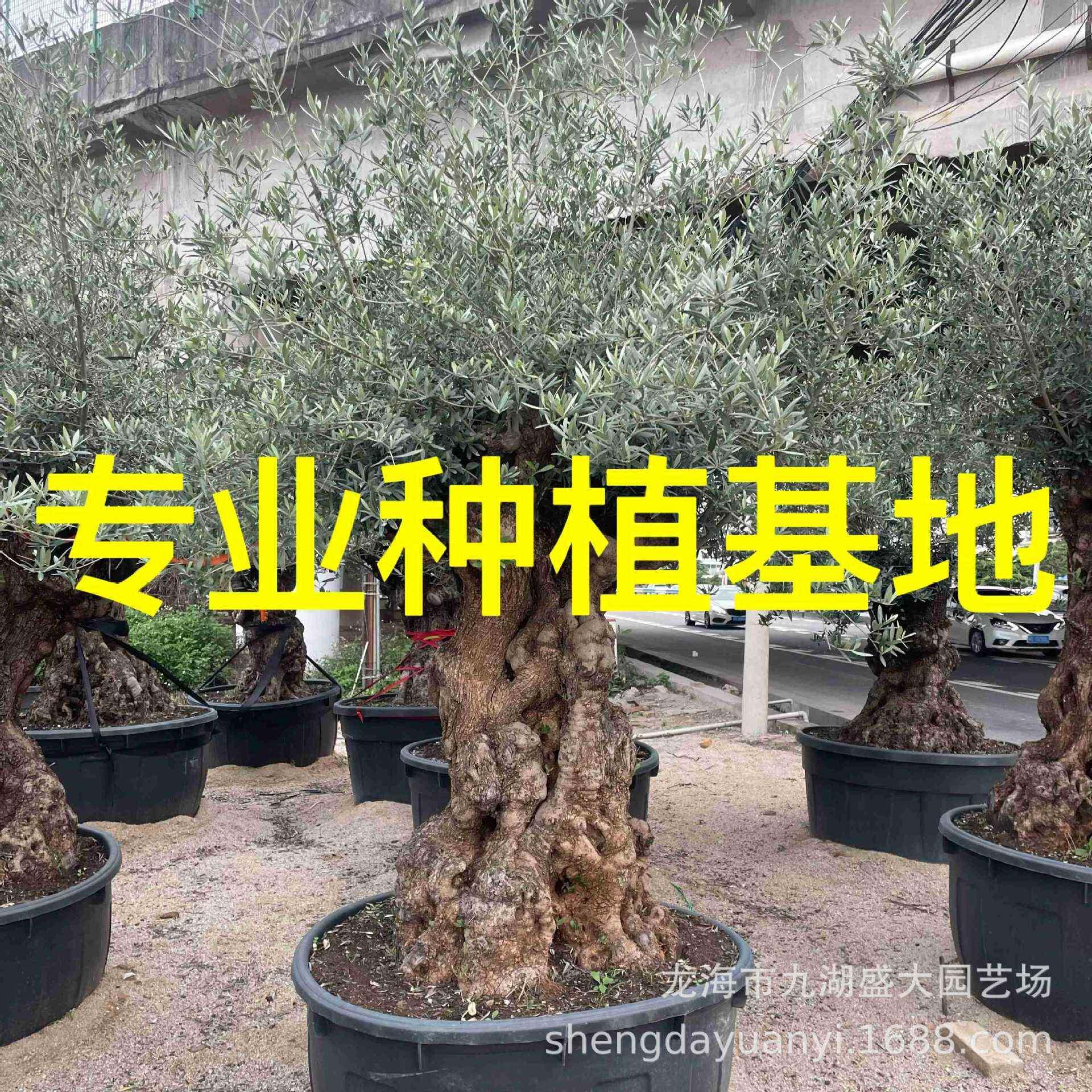 造高端别墅庭院名宿油橄榄 型西班牙油橄榄基地 欧洲油橄榄