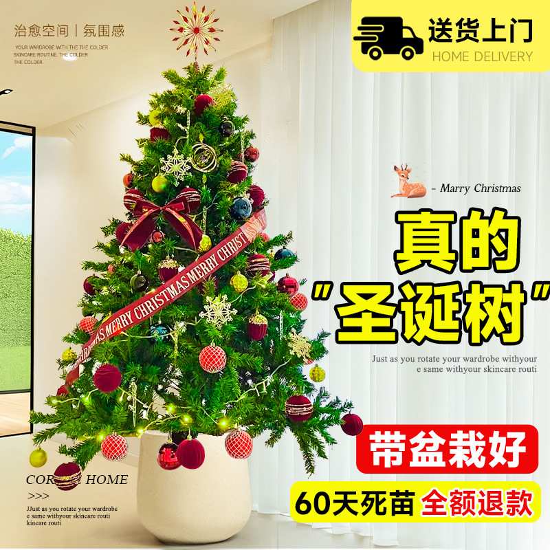 圣诞树真树云杉澳洲杉树南洋杉盆栽景氛围感节日四季常青室内装饰