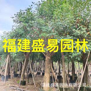 福建鸡冠刺桐种植基地 云南鸡冠刺桐报价 全冠鸡冠刺桐价格