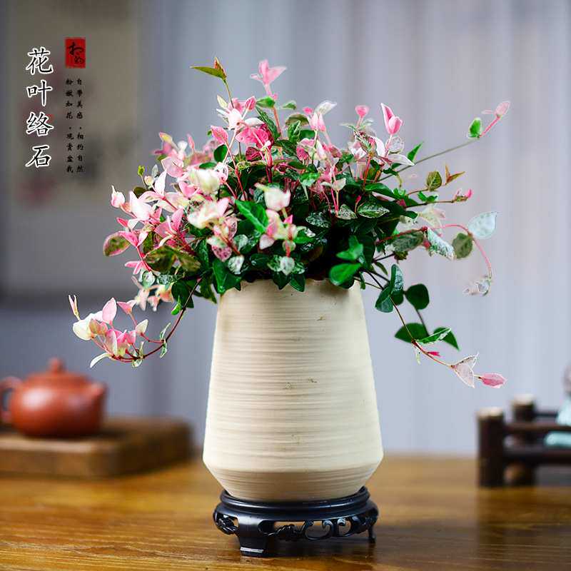 花叶络石盆栽五彩花卉彩络石吊兰办公阳台爬藤绿植植物盆景好养活