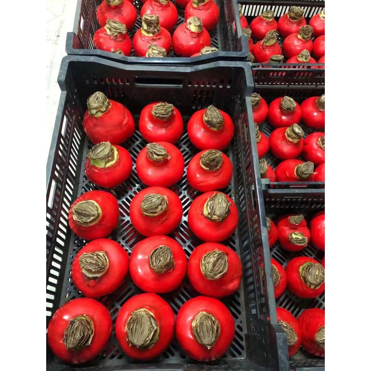 朱顶红腊球圣诞年宵花封蜡球根花卉室内装饰礼盒无水土栽培可开花