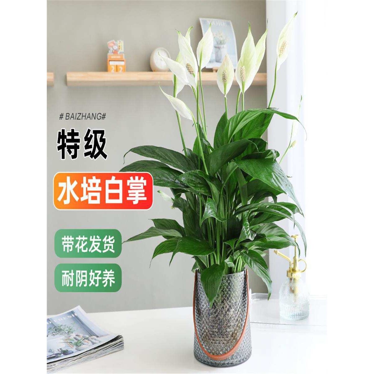 水培白掌一帆风顺绿植盆栽红粉掌室内客厅桌面花卉植物耐阴好养