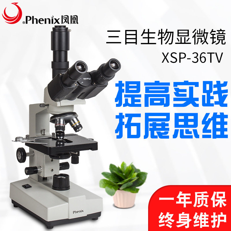 凤凰生物光学显微镜xsp-36TV双目教学科普实验精子水产畜牧螨虫