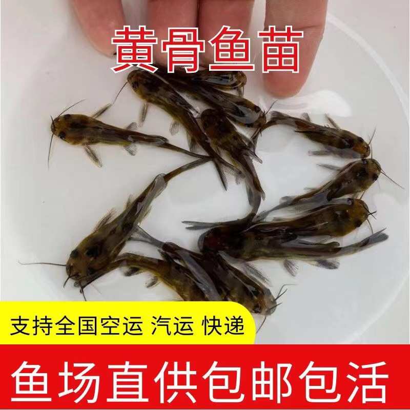 杂交黄骨鱼苗黄颡鱼苗黄辣丁鱼苗黄刺鱼黄鸭叫活鱼苗冷水淡水养殖