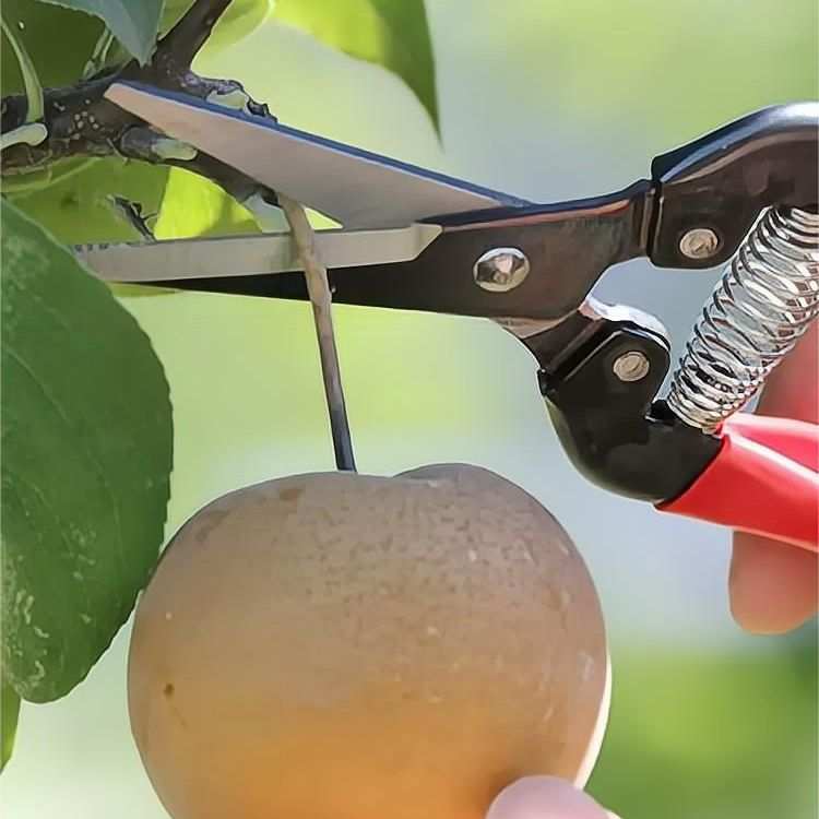 爱丽斯ARS-300L家用花卉剪 采摘剪摘果器稀果长嘴剪刀剪花枝修花