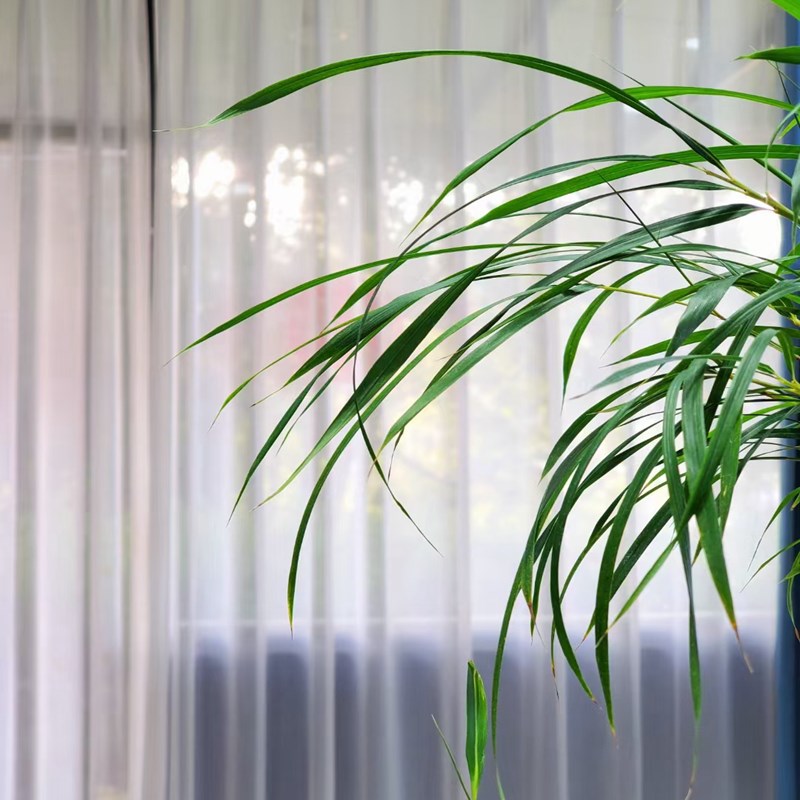 名贵柳叶大明竹珍稀观赏竹子苗盆景绿植阳台书房桌面