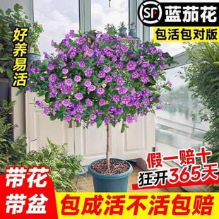 蓝茄花棒棒糖盆栽蓝花茄花期超长的花卉植物客厅绿植装饰摆件盆景