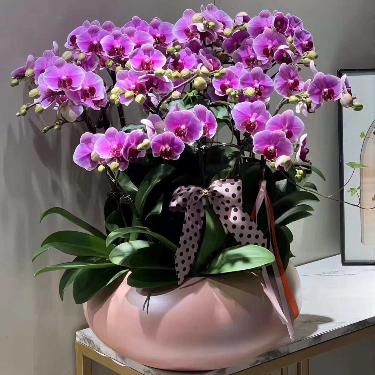 轻奢蝴蝶兰花盆新年乔迁福桶铁艺年宵花盆插花盆器冬青装饰花摆件