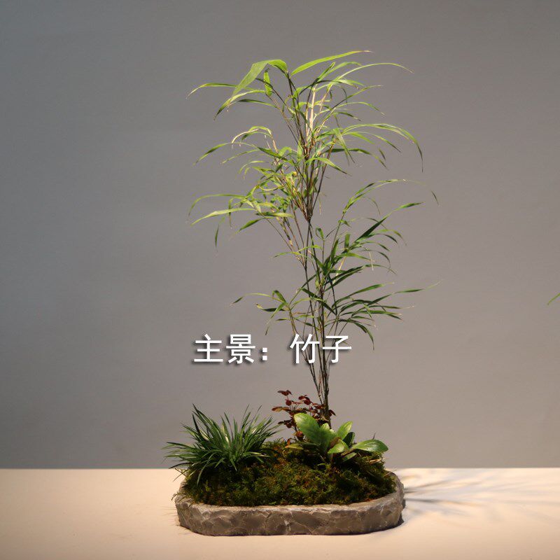 山野雅居 一物一拍创意蕨类成品组合盘景 以青石盘花器室内微景观