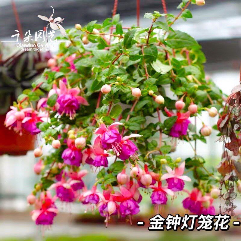 灯笼花倒挂金钟盆栽花苗吊钟海棠