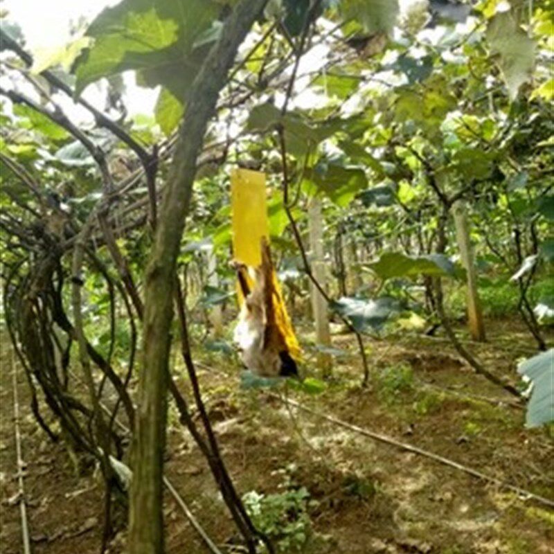粘黄板虫板大棚蓟面诱虫板双马飞虫果蝇蓝板黏虫板防虫板厂家果园