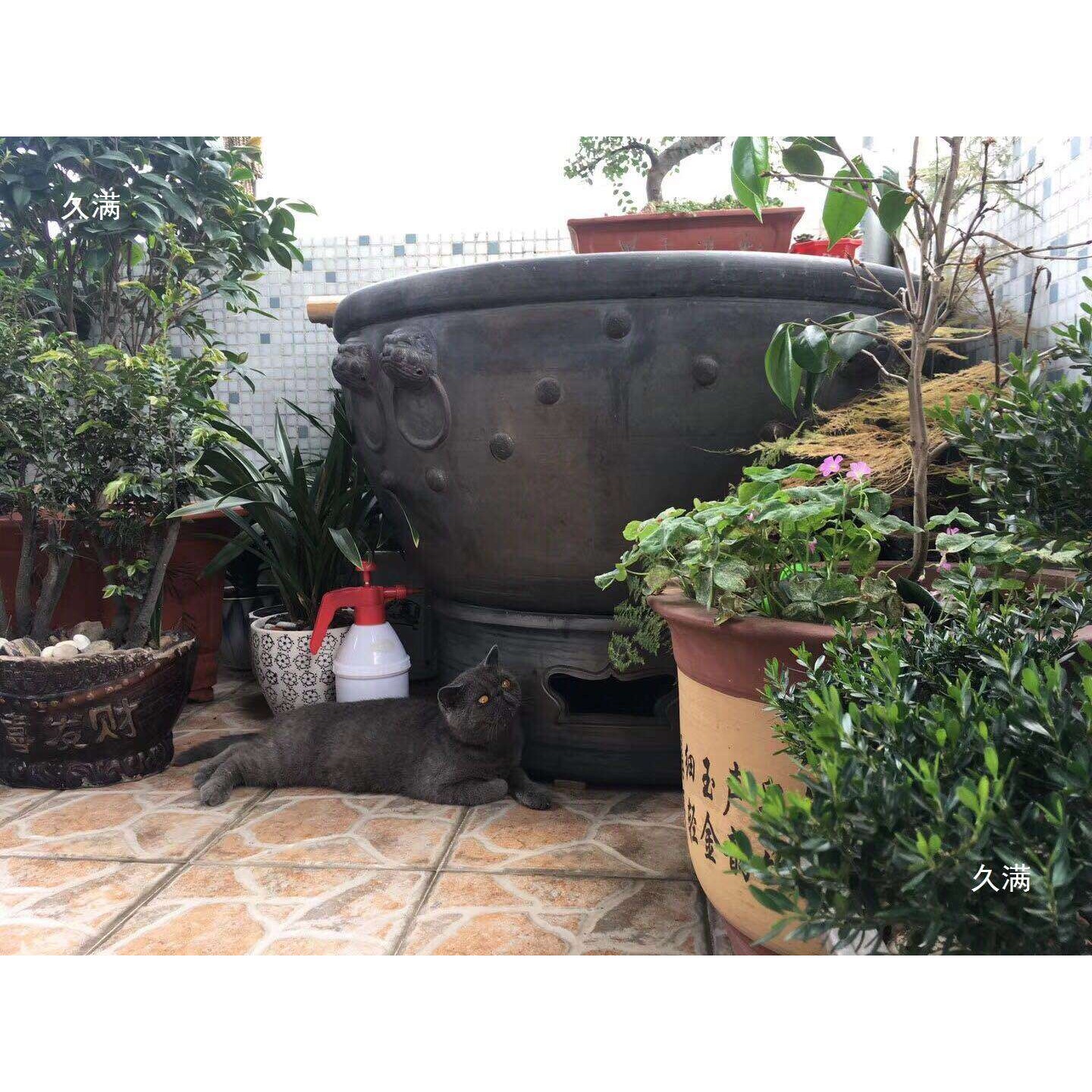 鱼盆古法养鱼一米虎头盆大水缸泥瓦盆非石头鱼缸睡莲缸泥盆